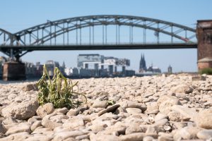 nature-built-environment-rhine-germany-bridge-300x200.jpg