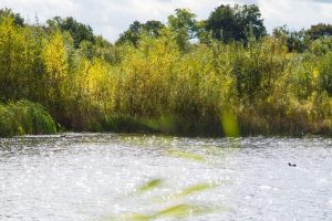 water-pond-lake-300x200.jpg